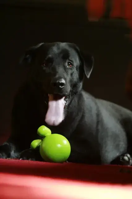 Köpek Ürünleri