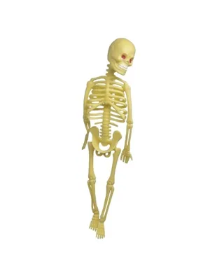 Elif 22 Cm Plastik İskelet Modeli