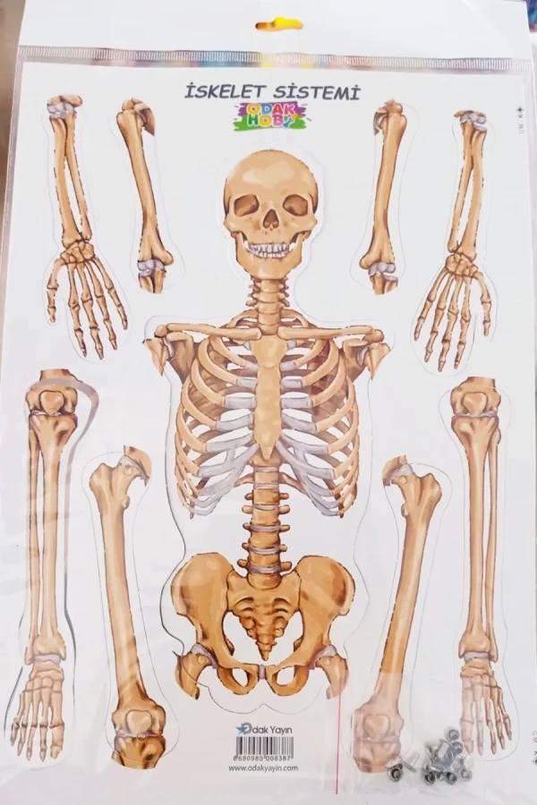 Odak İskelet Sistemi Maketi 777-236