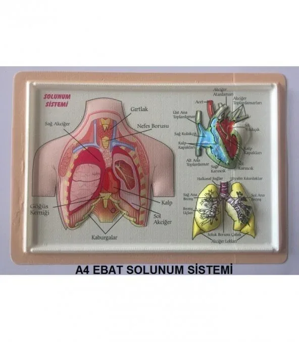 Puti A4 Kabartma Anatomi Levhası Solunum Sistemi