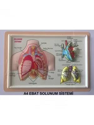 Puti A4 Kabartma Anatomi Levhası Solunum Sistemi
