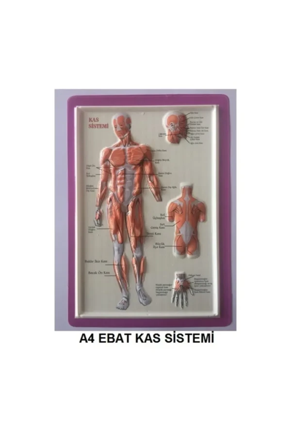 Puti A4 Kabartma Anatomi Levhası Kas Sistemi