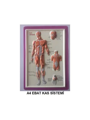 Puti A4 Kabartma Anatomi Levhası Kas Sistemi