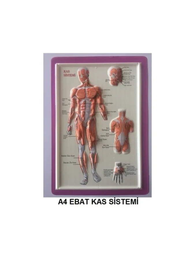 Puti A4 Kabartma Anatomi Levhası Kas Sistemi