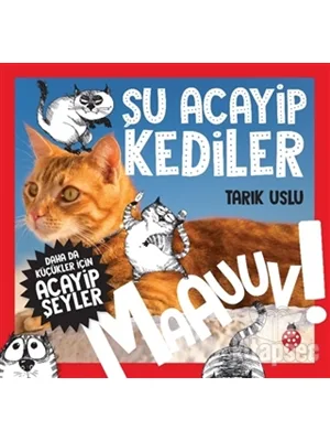 Şu Acayip Kediler - Uğurböceği Yayınları