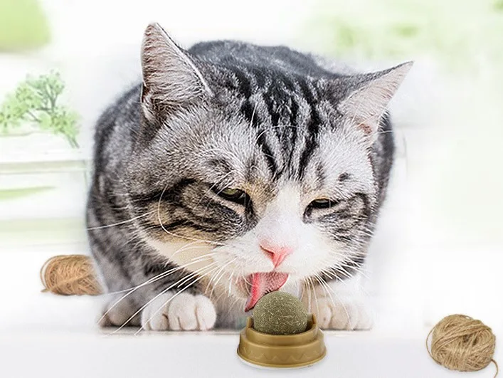 Kedi Otu Oyun Topu