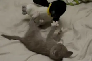 Kedi Ürünleri