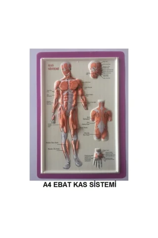 Puti A4 Kabartma Anatomi Levhası Kas Sistemi