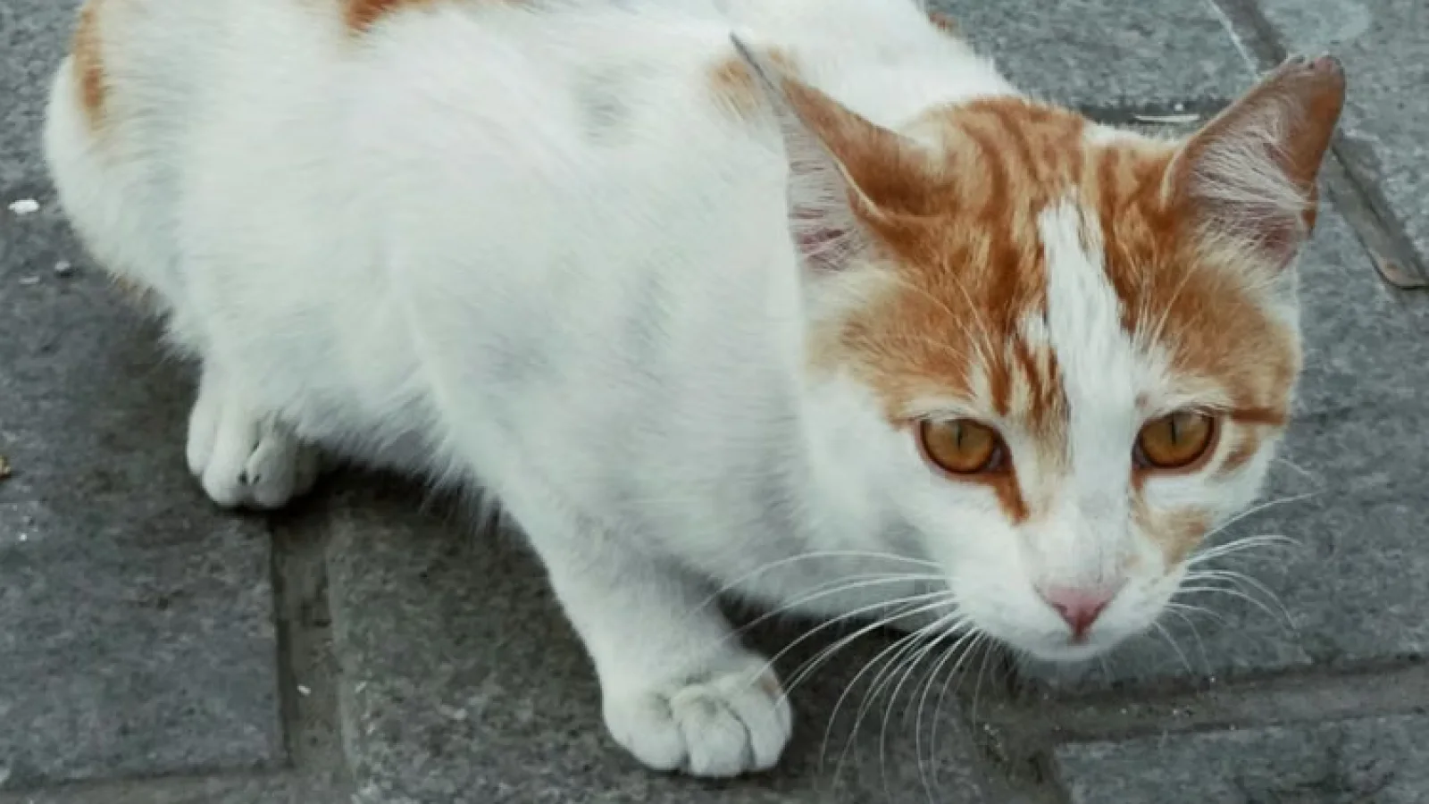 Kedi Ürünleri Başlangıç Rehberi: Evde İlk Gün İçin Temel İhtiyaçlar